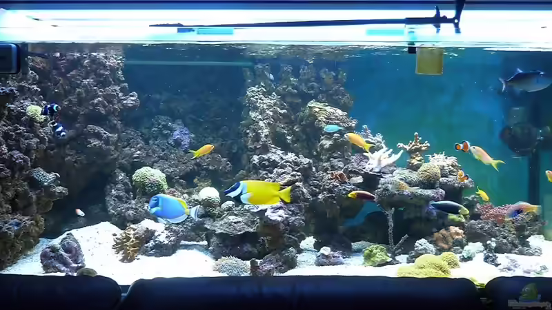 2011 Jan. von Stephan Ascher (16)