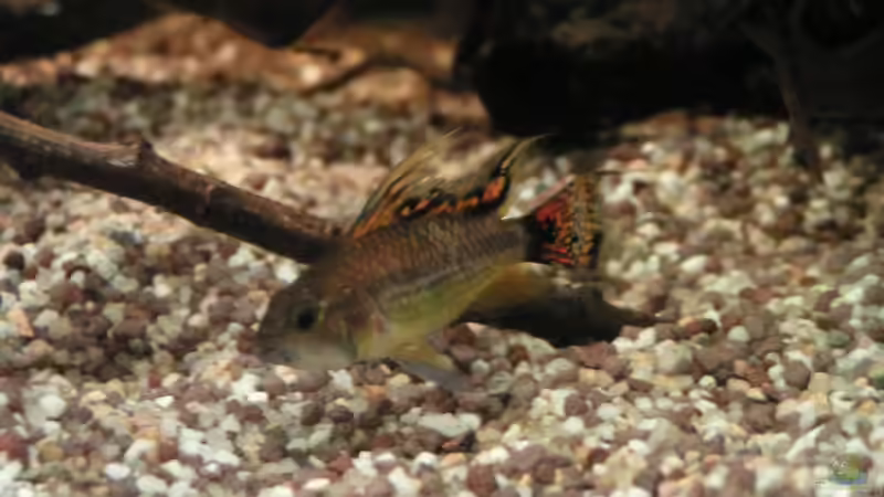 2012 - Kakaduzwergbuntbarsch - Männchen von Peggy (31)