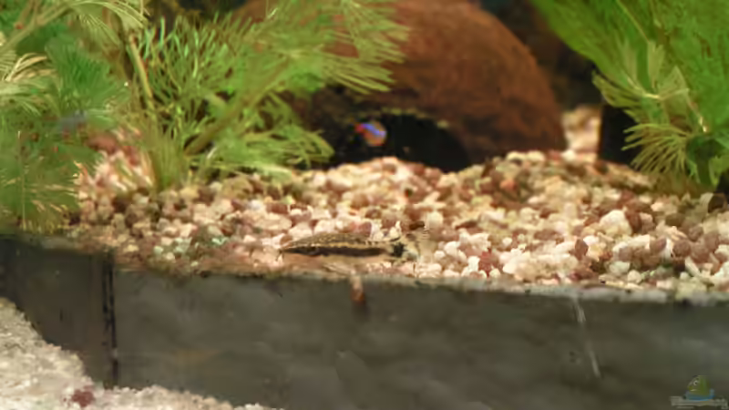 2012 - Ohrgitter-Harnischwels von Peggy (32)