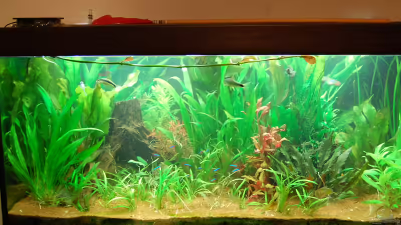 2012-03 - nach einem Jahr von Jan16 (13)