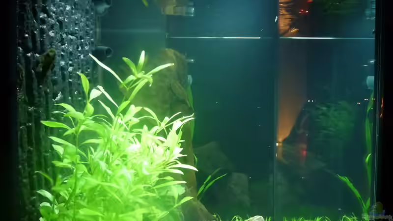 2012-12-31 von links von Mario Bösch (3)