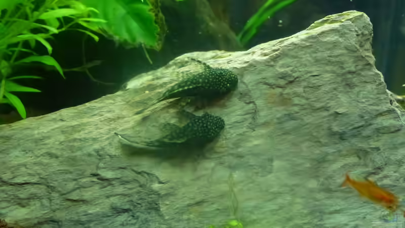 2013-01-05 braune Antennenwelse von Mario Bösch (17)