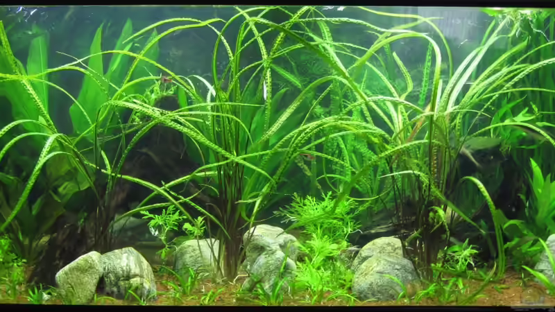 2013-06 nach Rescape von Jan16 (10)