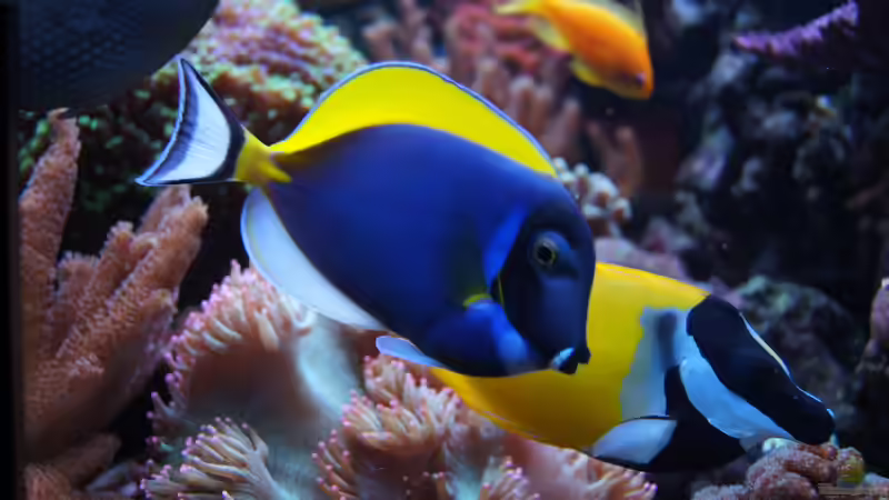 2013.10. A. leucosternon von Stephan Ascher (71)