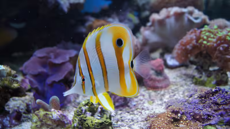 Aquarien mit Chelmon rostratus (Orangebinden-Pinzettfisch)