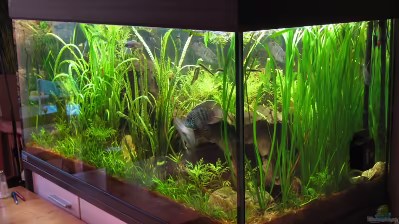 2013-10 Seitenansicht von Jan16 (8)