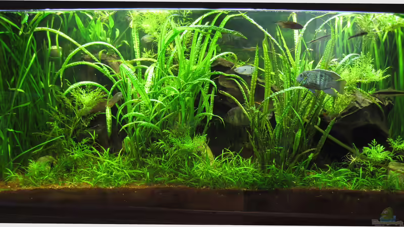 2013-10 von Jan16 (9)