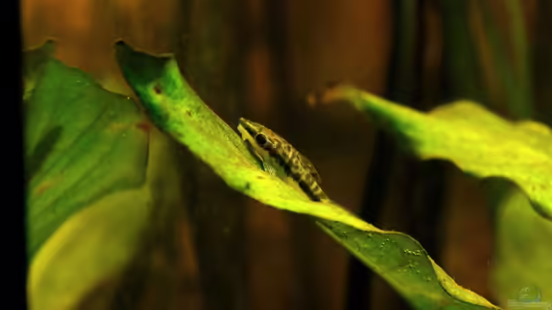 2014-03-18 einer der Otocinclus von solo (21)