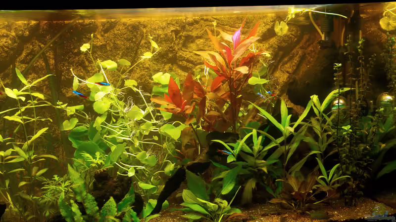 2014-03-18 Front-Ansicht rechts von solo (11)