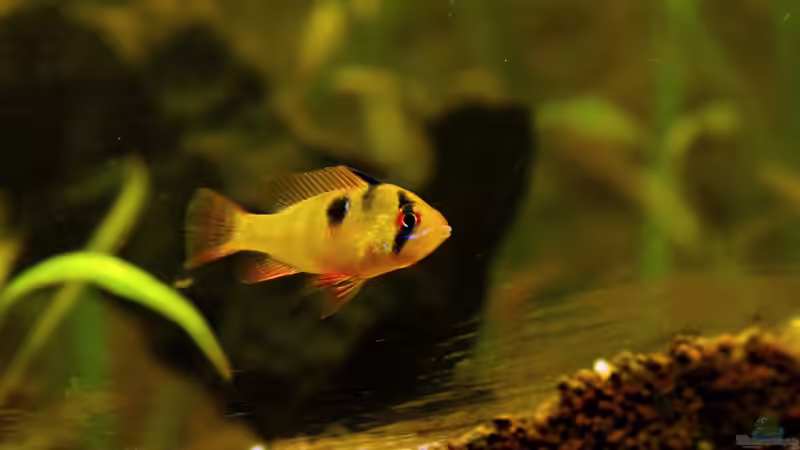 2014-03-18 Schmetterlings-Buntbarsch Weibchen von solo (20)