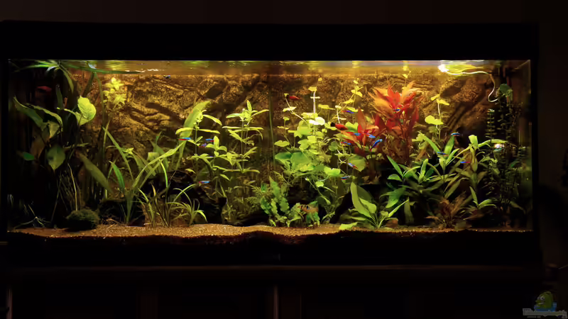 2014-03-19 Frontansicht - Gesamt von solo (9)