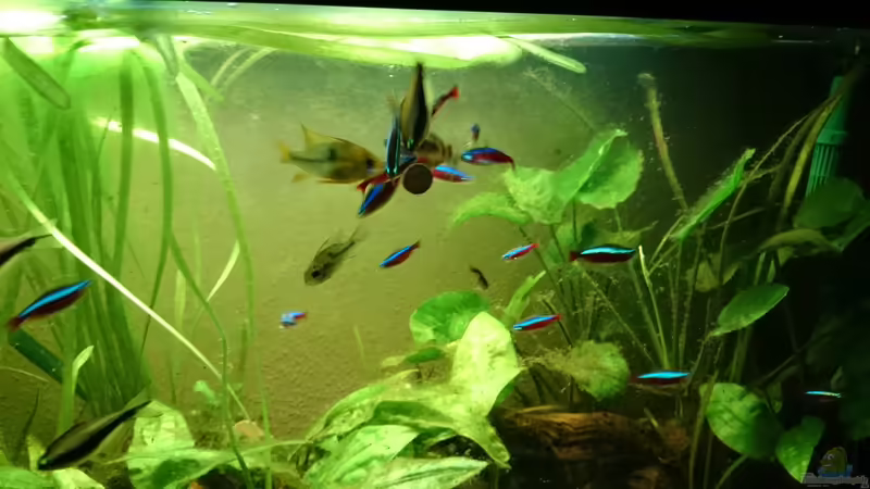 2014 von Karim C (3)