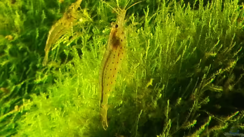 2014 von Wirbellose (1)