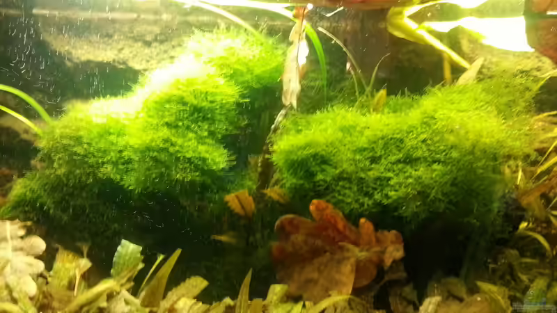 2014 von Wirbellose (10)