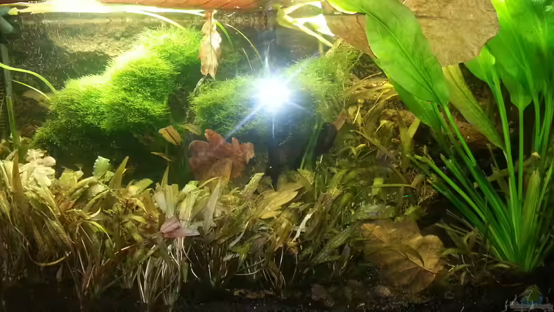 2014 von Wirbellose (12)