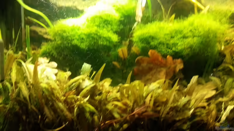 2014 von Wirbellose (13)