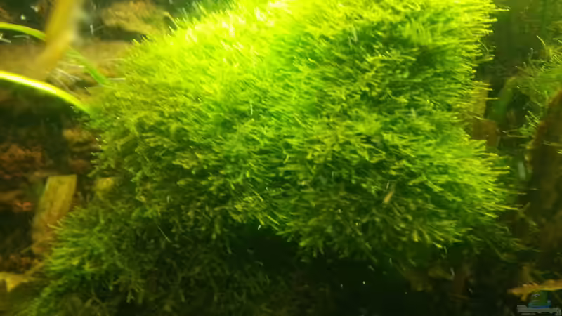 2014 von Wirbellose (14)