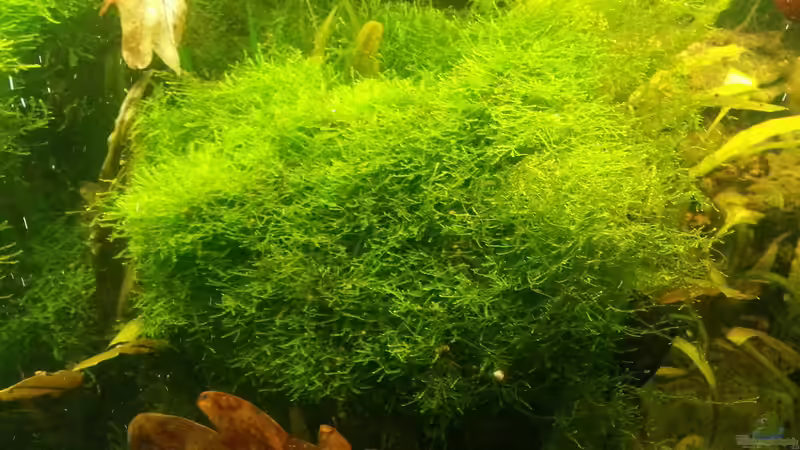 2014 von Wirbellose (15)