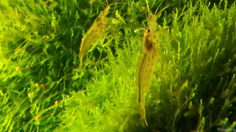 2014 von Wirbellose (19)