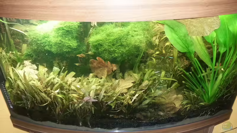 2014 von Wirbellose (2)