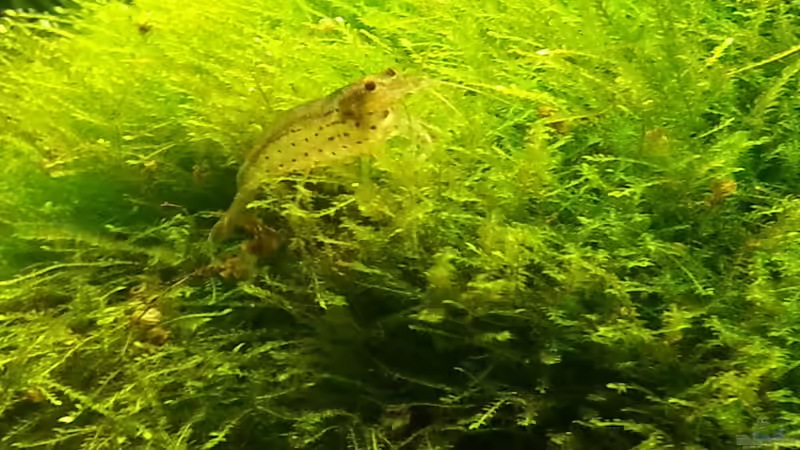 2014 von Wirbellose (20)