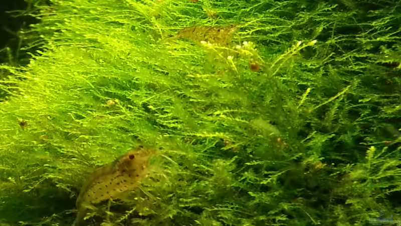 2014 von Wirbellose (21)