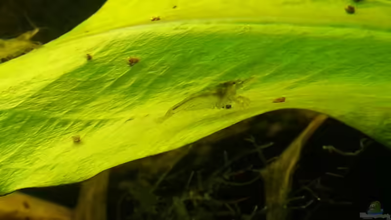 2014 von Wirbellose (23)