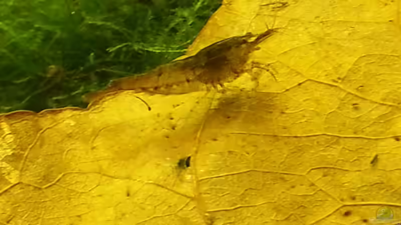 2014 von Wirbellose (24)