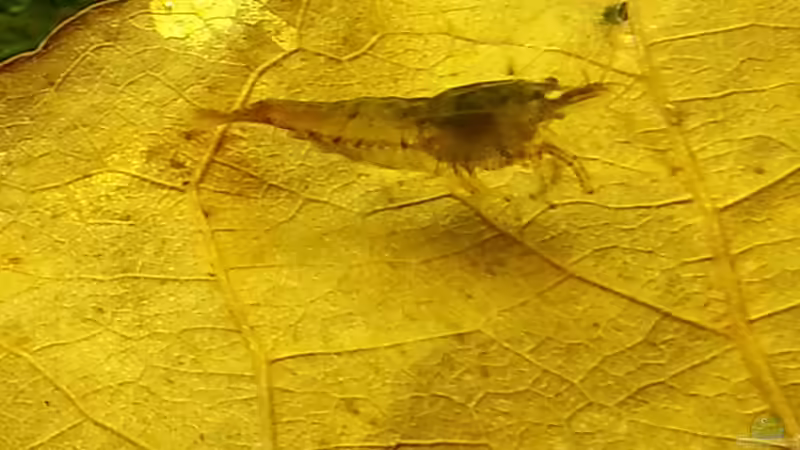 2014 von Wirbellose (25)