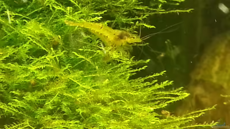 2014 von Wirbellose (26)