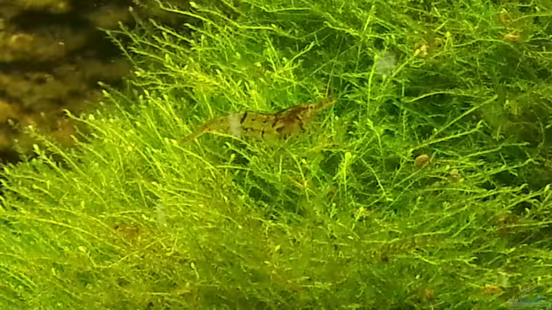 2014 von Wirbellose (28)