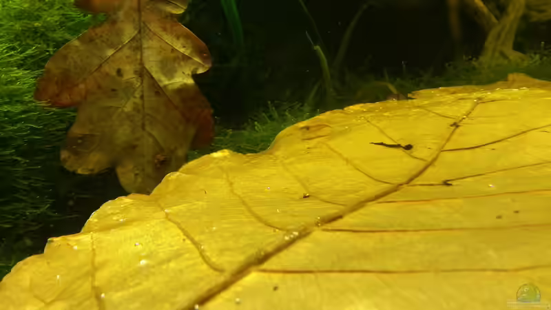 2014 von Wirbellose (29)