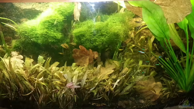 2014 von Wirbellose (4)