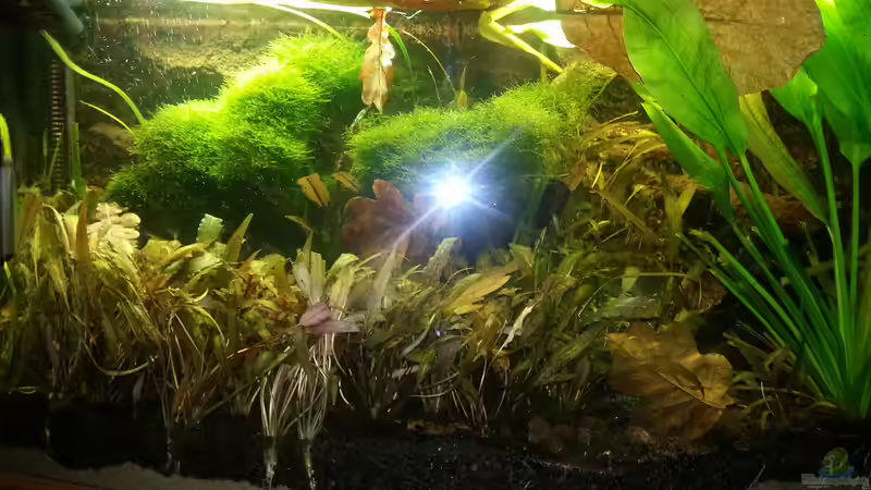 2014 von Wirbellose (7)