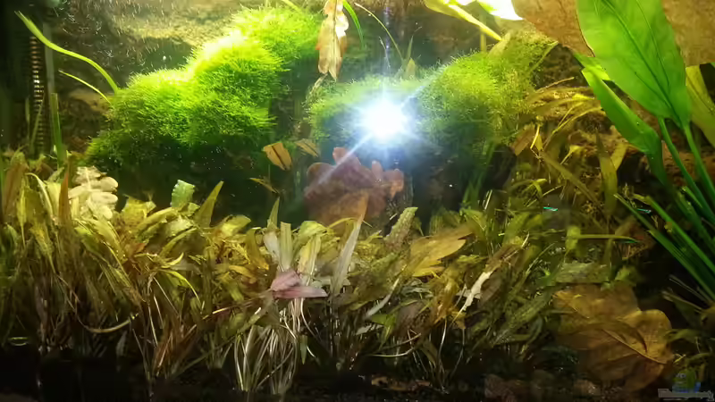 2014 von Wirbellose (8)