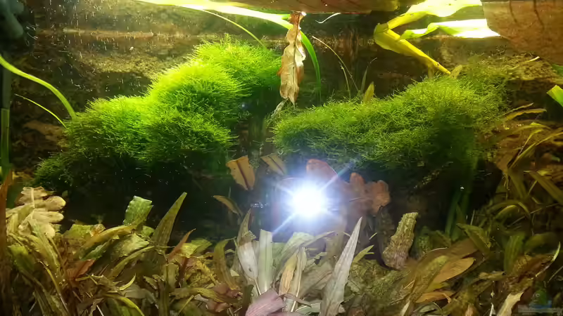 2014 von Wirbellose (9)