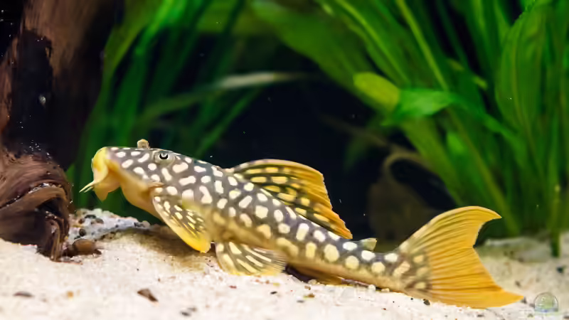 2015, Sonnenwelse L14, Scobinancistrus aureatus von Diskus-Amanã (127)