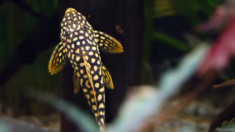 2015, Sonnenwelse L14, Scobinancistrus aureatus von Diskus-Amanã (128)