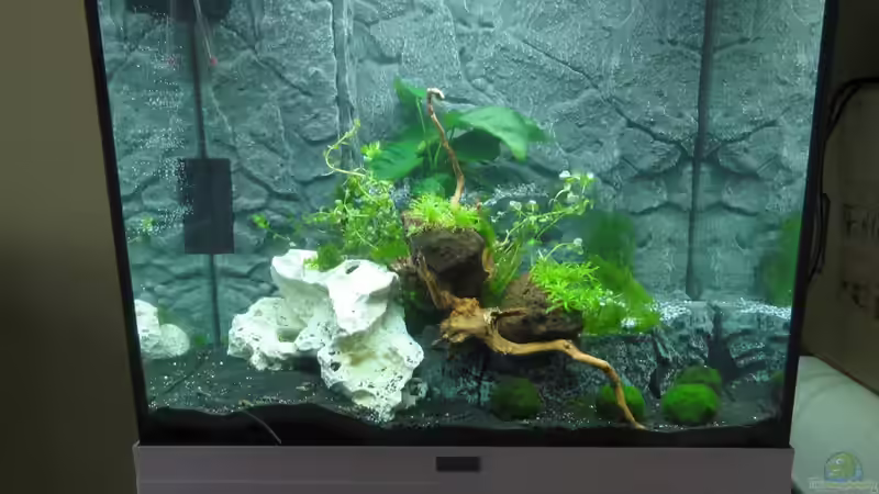 2015-06-27 Nach dem ersten Anfüllen, bevor die Rotala zu wuchern begann. von MengBer (6)