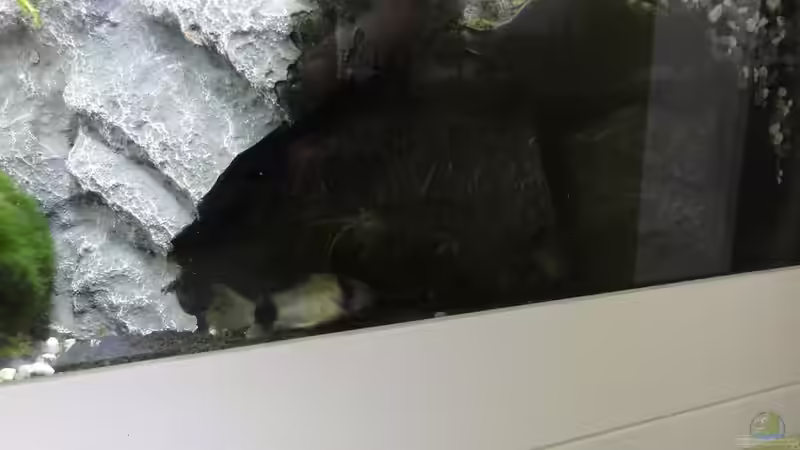 2015-08-03 Die Pandas und auch die Garnelen gehen gern die die Höhlen, jene an der von MengBer (11)