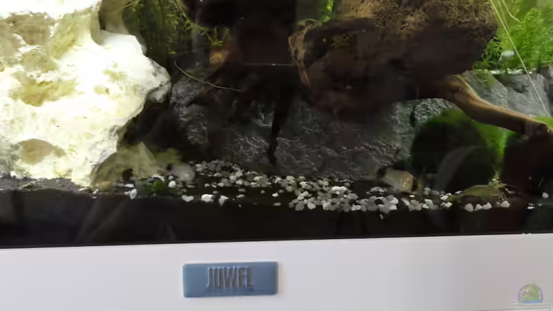 2015-08-03 Die Pandas wühlen gern im feinen schwarzen Sand vorne, leider kommt mit von MengBer (8)