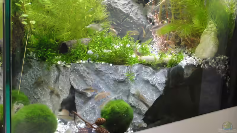 2015-08-03 Im fertigen Zustand: Die kleine Höhle ist ca. 5 cm tief. von MengBer (28)