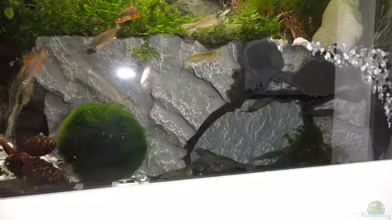 2015-08-03 So schaut die Höhle im fertigen Zustand aus. Ein bischen Moos hats reingeschwemmt, von MengBer (26)