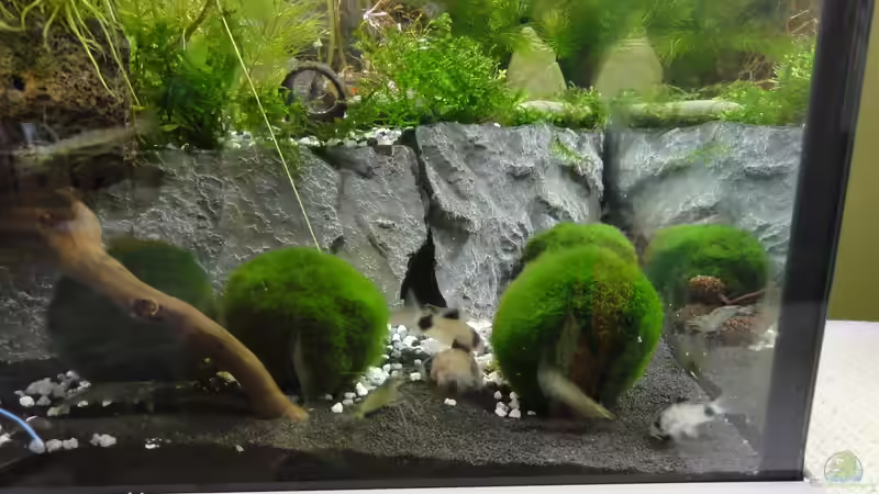 2015-08-03 Sowohl die Garnelen als auch die Pandas stehn auf die Mooskugeln. von MengBer (9)