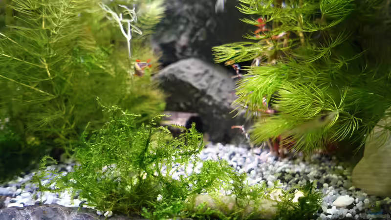 2015-08-07 Das Javamoos soll auch die Kanten der Terrassen kaschieren, aber leider von MengBer (22)