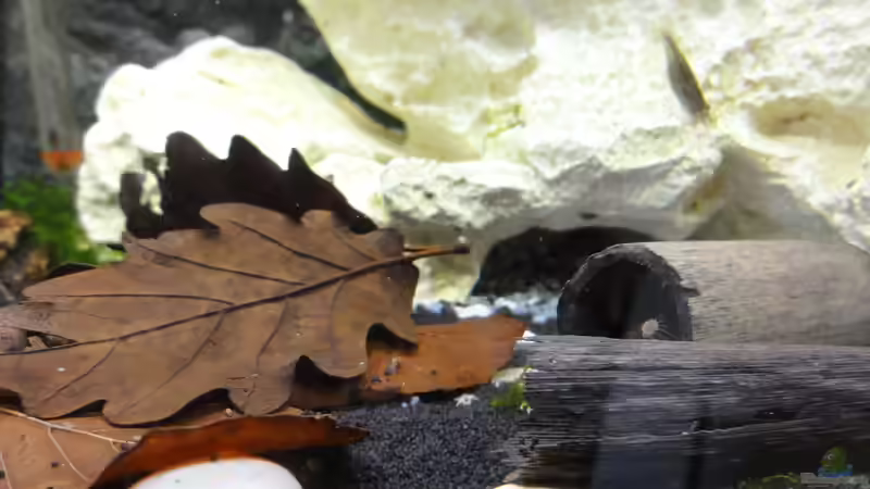 2015-08-07 Die Holzröhren dienen als zusätzliche Verstecke für die Pandas und von MengBer (23)