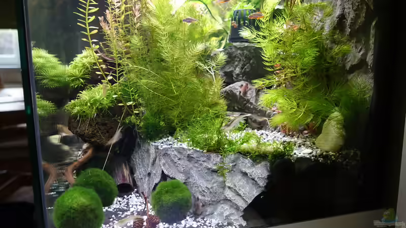 2015-08-07 In der zweiten Ebene kann man ein mit einem Plastikgitter abgedecktes von MengBer (13)