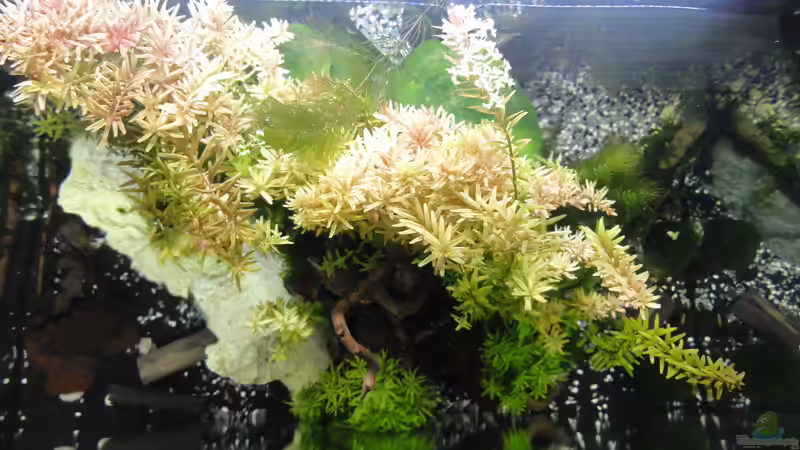 2015-08-11 Ansicht von oben. Hier sieht man sehr gut den Vorhang aus Rotala, der von MengBer (16)