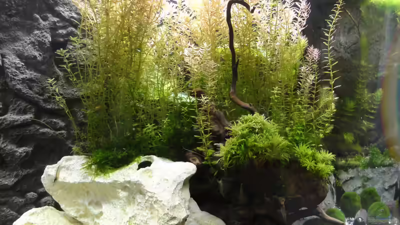 2015-08-11 Ansicht von vorn/links. von MengBer (17)