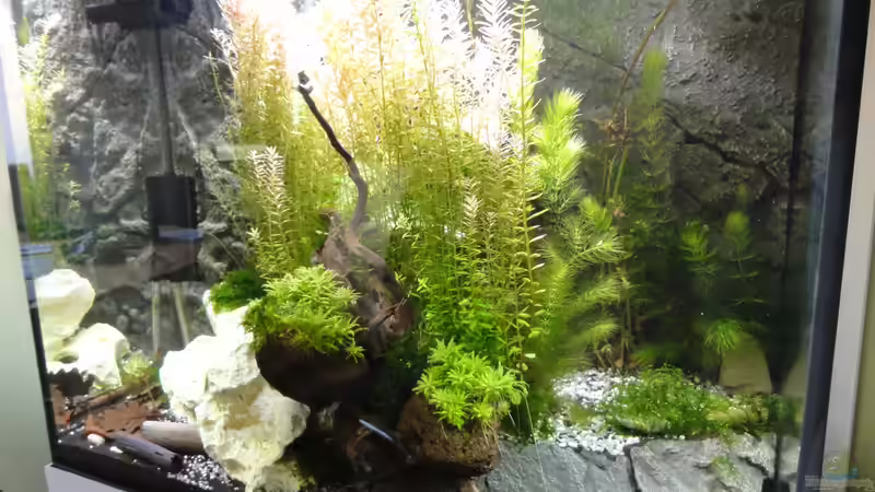 2015-08-11 Ansicht von vorn/rechts. von MengBer (15)